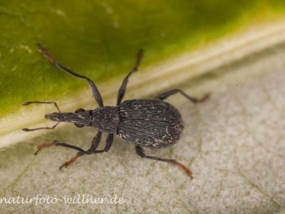 Spitzmaul-Ruessler (Oxystoma ochropus) Foto W. Willner MG_9627