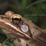 Springfrosch 5 Foto W. Willner