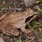Springfrosch (Rana dalmatina) Foto W. Willner-4