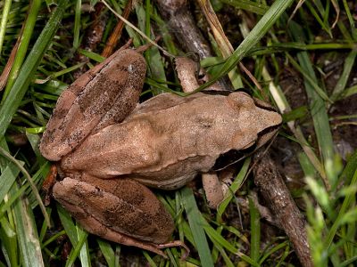 Springfrosch (Rana dalmatina) Foto W. Willner
