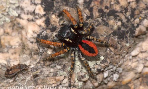 Springspinne Phylaeus chrysops Foto W. Willner IMG_8282