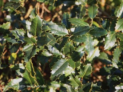 Stechpalme (Ilex aquifolius) Foto W. Willner 323