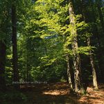 Steigerwald Naturwaldreservat Foto W. Willner 523