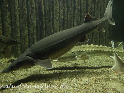 Sterlet Acipenser ruthenus Foto Wolfgang Willner Naturfoto-4