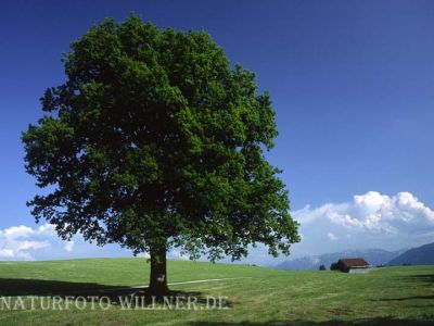 Stiel-Eiche (Quercus robur)