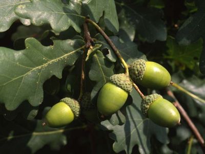 Stiel-Eiche (Quercus robur)