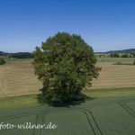 Stieleiche 700 jährig bei Allershausen Foto W