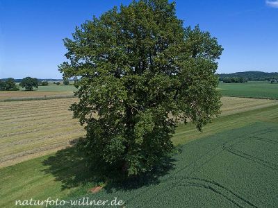 Stieleiche 700 jährig bei Allershausen Foto W. Willner 1