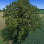 Stieleiche 700 jährig bei Allershausen Foto W. Willner 3