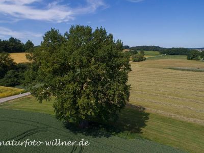 Stieleiche 700 jährig bei Allershausen Foto W. Willner DJI_0025