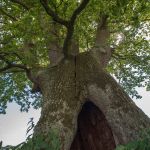 Stieleiche 700 jährig bei Allershausen Foto W. Willner DSC_3225