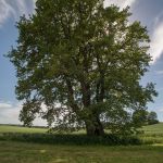 Stieleiche 700 jährig bei Allershausen Foto W. Willner DSC_3236