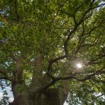 Stieleiche 700 jährig bei Allershausen Foto W. Willner DSC_3243