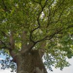 Stieleiche 700 jährig bei Allershausen Foto W. Willner DSC_3244