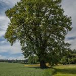 Stieleiche 700 jährig bei Allershausen Foto W. Willner IMG_9490