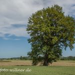 Stieleiche 700 jährig bei Allershausen Foto W. Willner IMG_9510