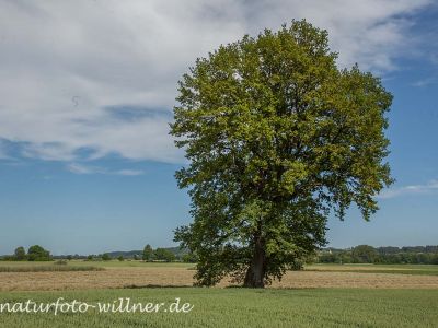 Stieleiche 700 jährig bei Allershausen Foto W. Willner IMG_9510