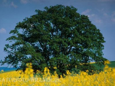 Stieleiche Quercus robur Foto W. Willner-11