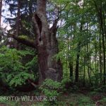 Stieleiche (Quercus robur) Foto W. Willner-14