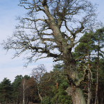 Naturfoto Willner Naturfoto Willner