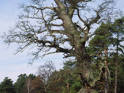 Naturfoto Willner Naturfoto Willner