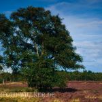 Stieleiche Quercus robur Foto W. Willner-21