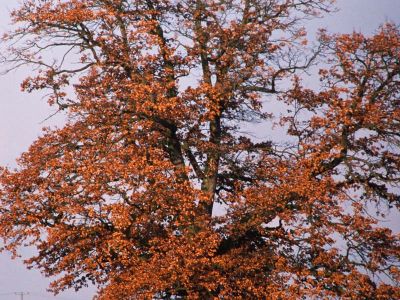 Stieleiche Quercus robur Foto W. Willner-7