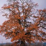 Stieleiche Quercus robur Foto W. Willner-7