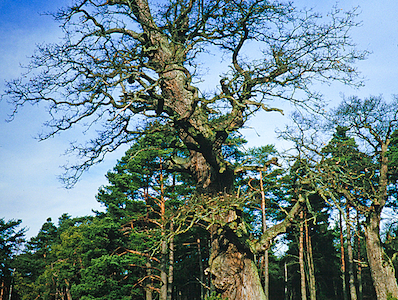 Naturfoto Willner Naturfoto Willner