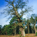 Naturfoto Willner Naturfoto Willner