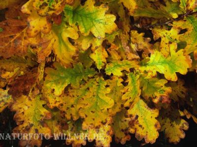 Stieleiche (Quercus robur) Foto W. Willner-9