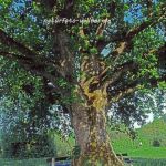 Stieleiche Quercus robur Foto Wolfgang Willner Naturfoto-33