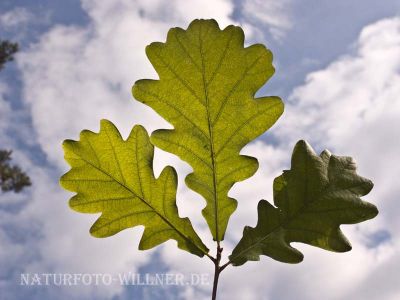 Stieleiche (Quercus robur) Foto Wolfgang Willner Naturfoto-4