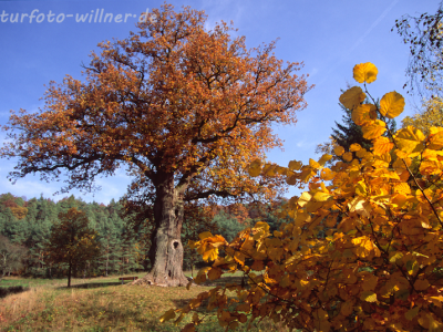 Naturfoto Willner Naturfoto Willner