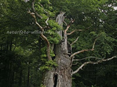 Stieleiche (Quercus robur) Rhön Foto W. Willner 8