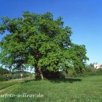 Stieleiche Quercus robur bei Seon Foto W. Willner-32
