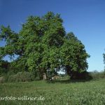 Stieleiche Quercus robur bei Seon Foto W. Willner-889