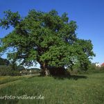 Stieleiche Quercus robur bei Seon Foto W. Willner-953