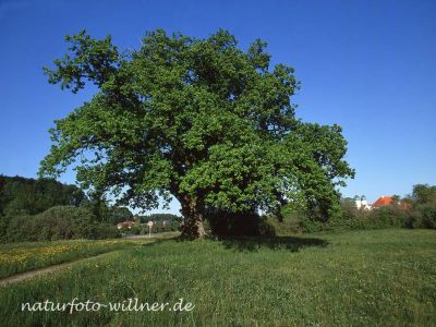 Stieleiche Quercus robur bei Seon Foto W. Willner-953