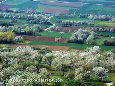 Streuobstwiese Kirsche Prunus sp. Foto W. Willner 689