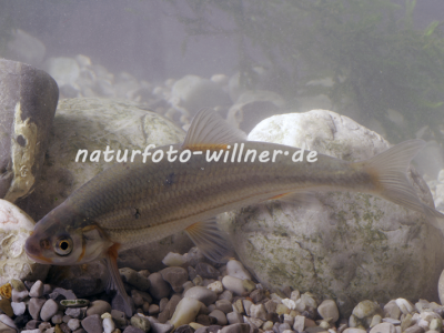 Strömer (Telestes souffia oder Leuciscus souffia) Foto W. Willner2