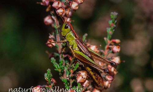 Sumpfgrashüpfer (Chorthippus montanus) 4 Foto W. Willner