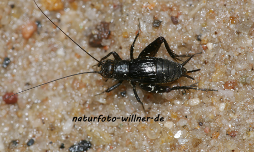 Sumpfgrille 2 Foto W. Willner