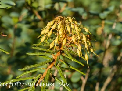 Sumpfporst Ledum palustre Foto W. Willner 23