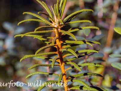 Sumpfporst Ledum palustre Foto W. Willner 7