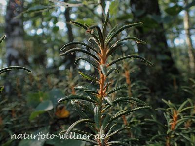 Sumpfporst Ledum palustre Foto W. Willner 7280192
