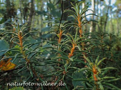 Sumpfporst Ledum palustre Foto W. Willner 7280195