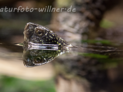 Europäische Sumpfschildkröte Emis orbicularis Foto Wolfgang Willner Naturfoto-4