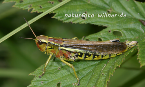 Sumpfschrecke 8 Foto W. Willner