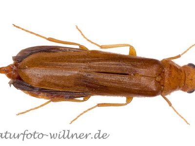 Sägehörniger Werftkäfer Hylocoetes dermestoides Foto W. Willner